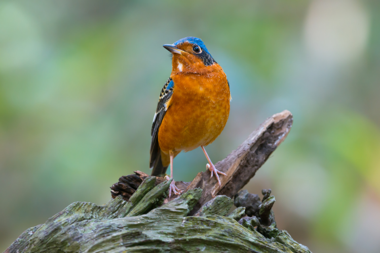 Bird Watching Around Central Ohio Cutler Real Estate